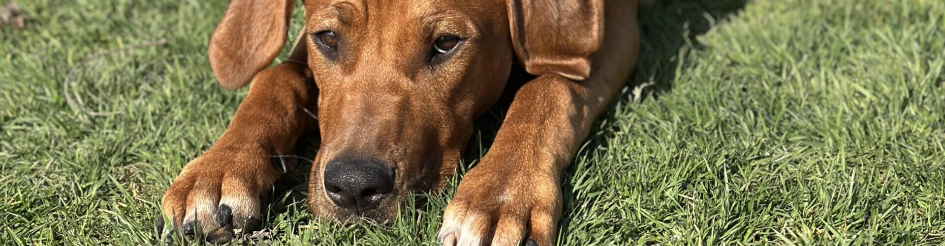 Gedrag- en voedingsadvies